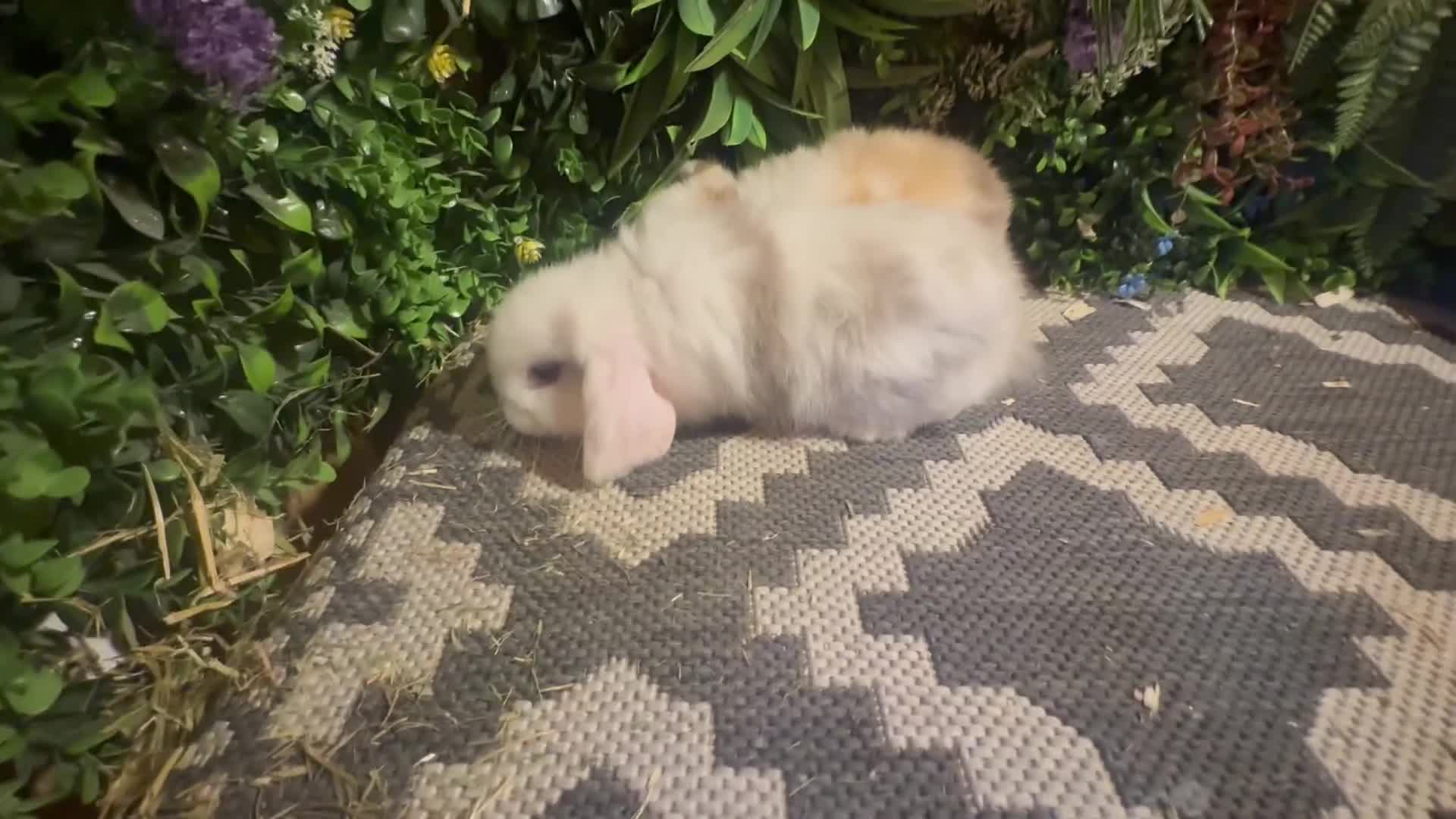 Mini Lop rabbits for sale: ⭐️MINI LOPS 2 girls ready to go  - Video 1