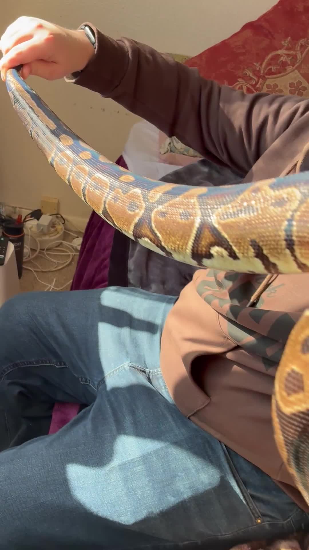 Python Snake reptiles for sale: Royal Python and all her equipment  in Worthing - Video 1