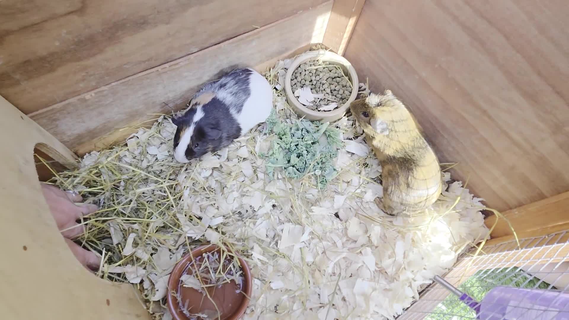 Guinea Pig rodents for sale: 2 male guinea pigs - Video 1