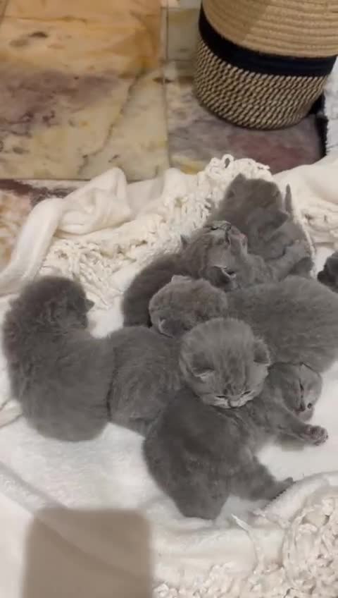 British Shorthair cats for sale: Chunky British shorthair kitten Champion Bloodline - Video 2