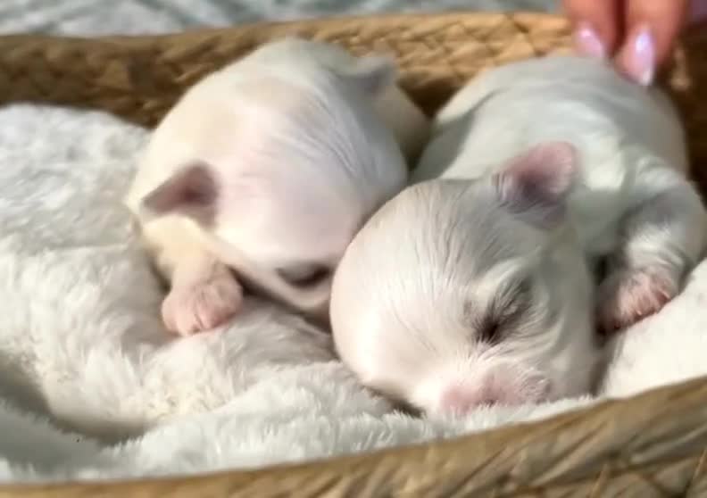 Maltese dogs for sale: Exclusive Maltese puppies for reserve! - Video 1