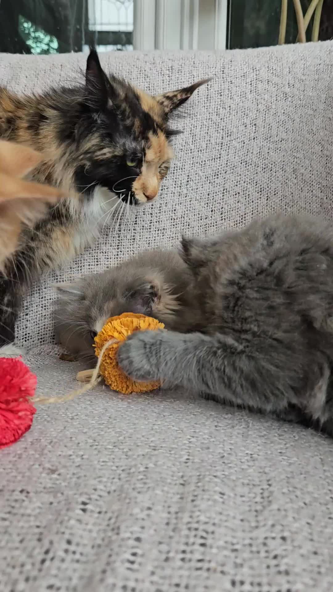 Maine Coon cats for sale: Maine Coon kittens available Chunky and confident - Video 2