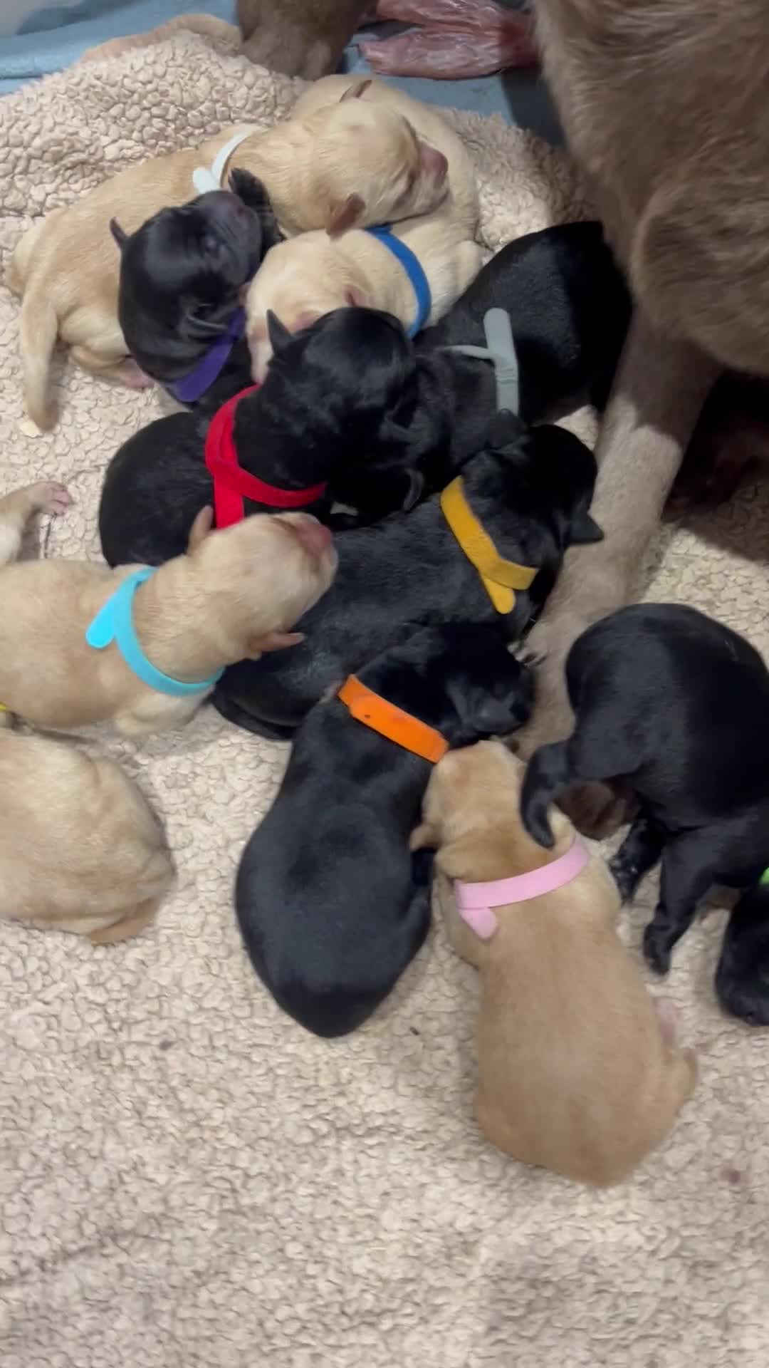 Labrador Retriever dogs for sale: New KC litter of Labradors just born VET approved - Video 1