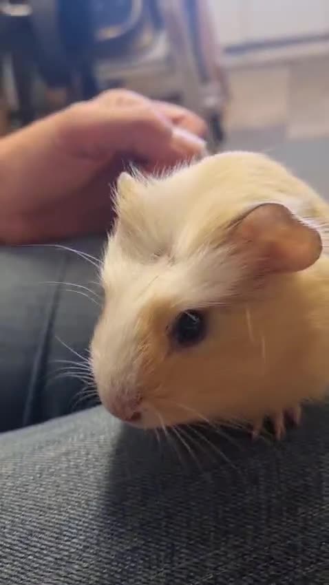 Guinea Pig rodents for sale: Male Guinea pig In need of a home  - Video 1