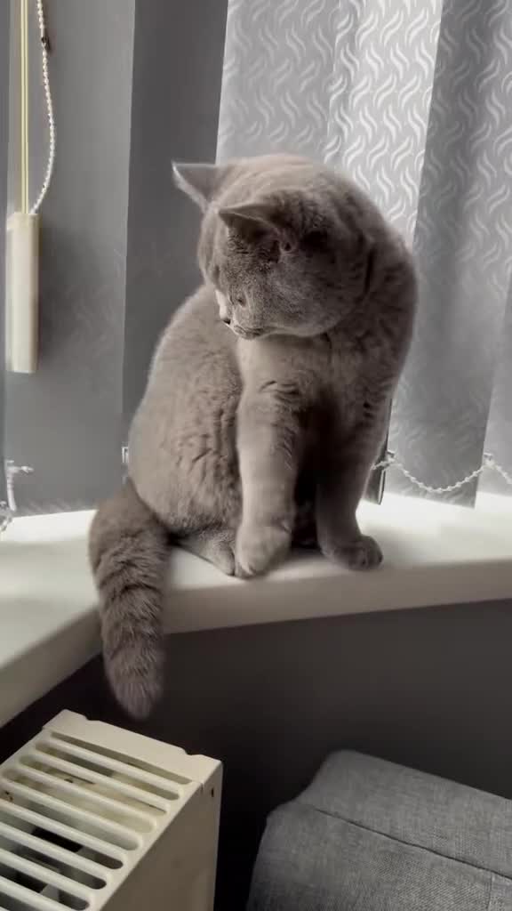 British Shorthair cats for sale: British Short Hair  - Video 2