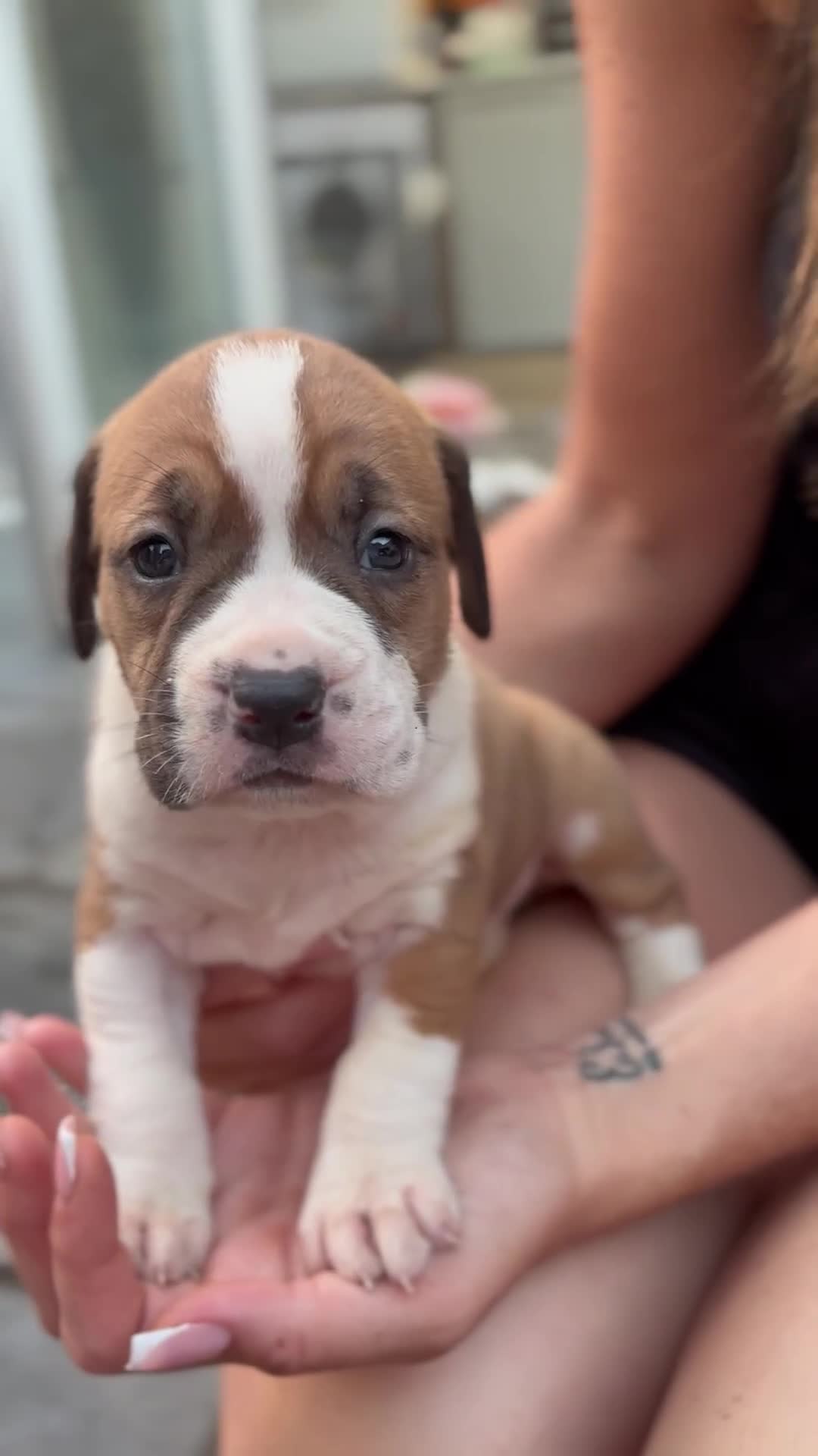 Mixed Breed dogs for sale: French mastiff x American bull dog  - Video 2