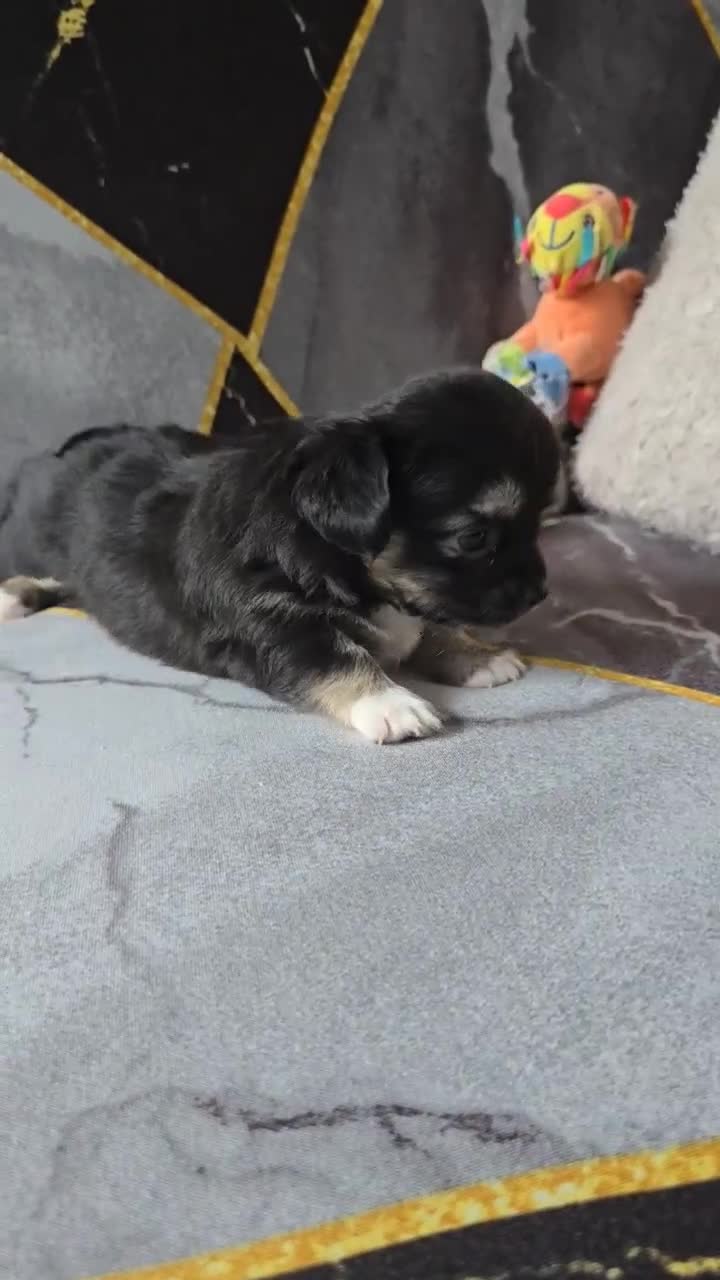 Chihuahua dogs for sale: 3 Adorable little princes chihuahua puppies - Video 1