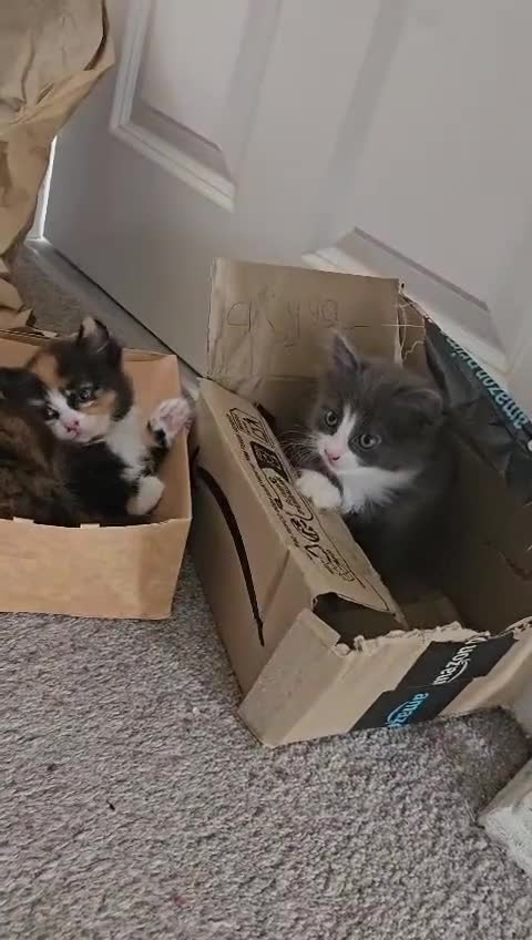 British Longhair cats for sale: Extremely fluffy kittens  - Video 1