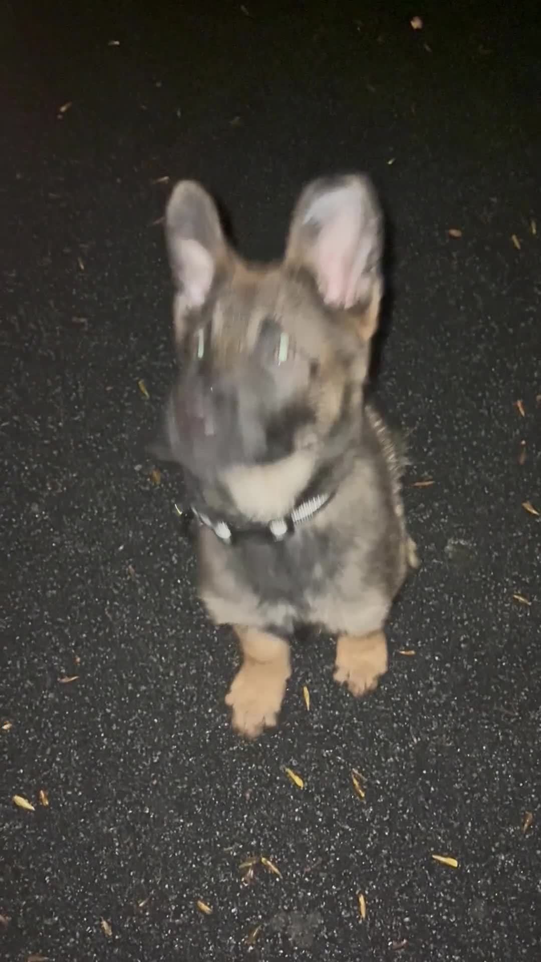 Mixed Breed dogs for sale: Belgium Malinosis x Dutch Herd - Video 1