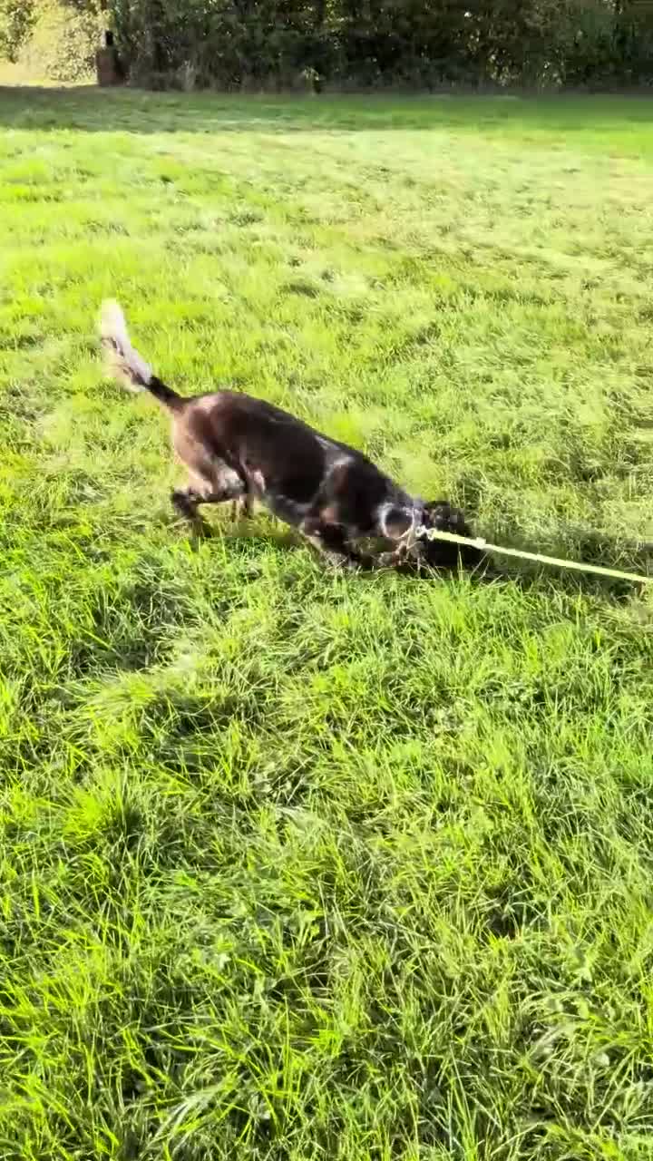 Cocker Spaniel dogs for sale: SPECIAL HOME WANTED FOR SOL - 2Yr COCKER SPANIEL - Video 1