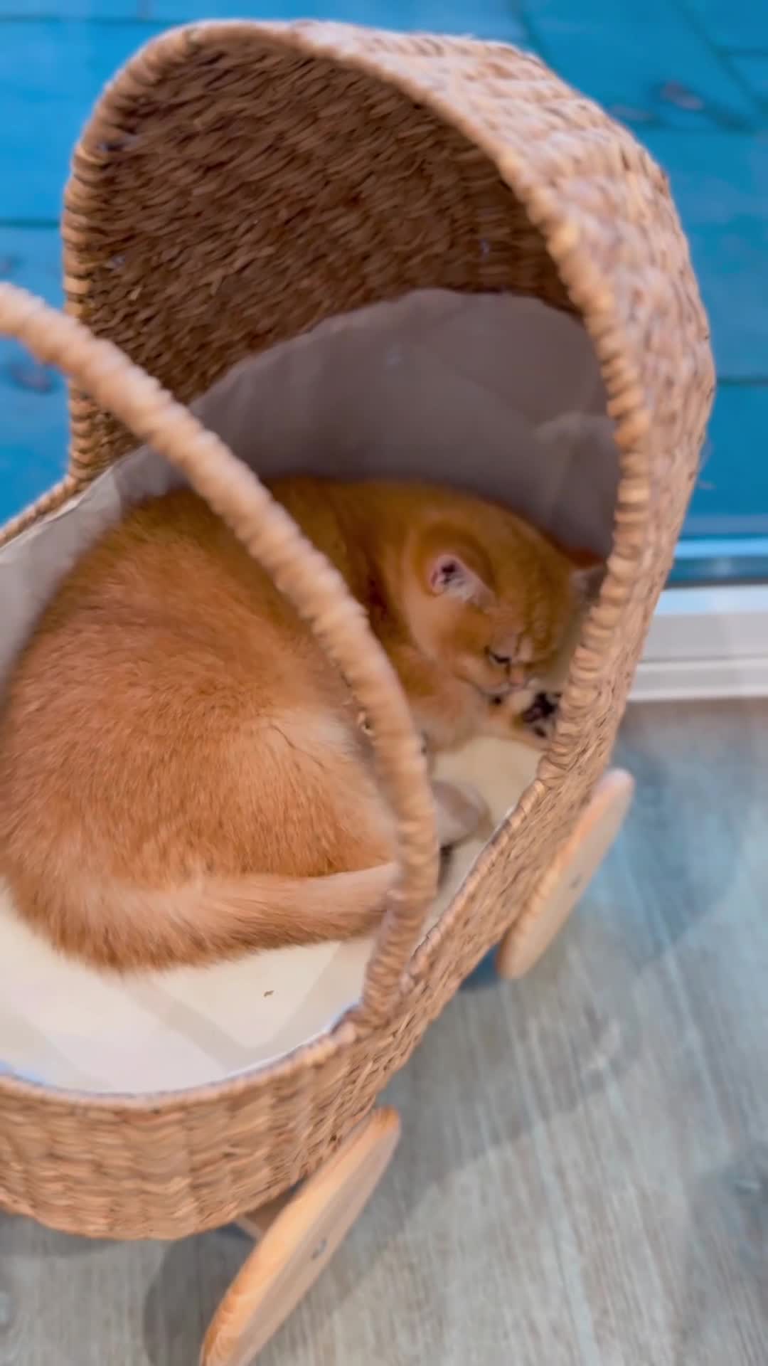 British Shorthair cats for sale: Stunning Registered British Shorthair Girl - Video 1