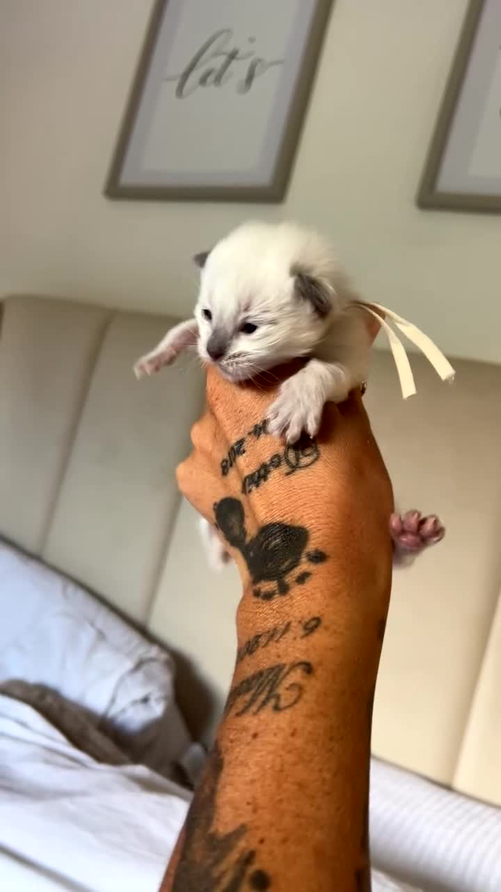 Ragdoll cats for sale: Little boy ragdoll kitten  in Heywood - Video 2