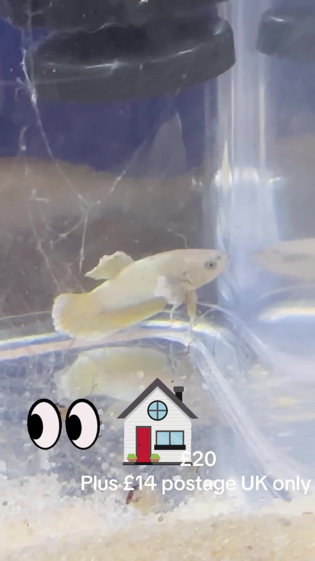 Bettas fish for sale: Betta fish seeking homes  - Video 1