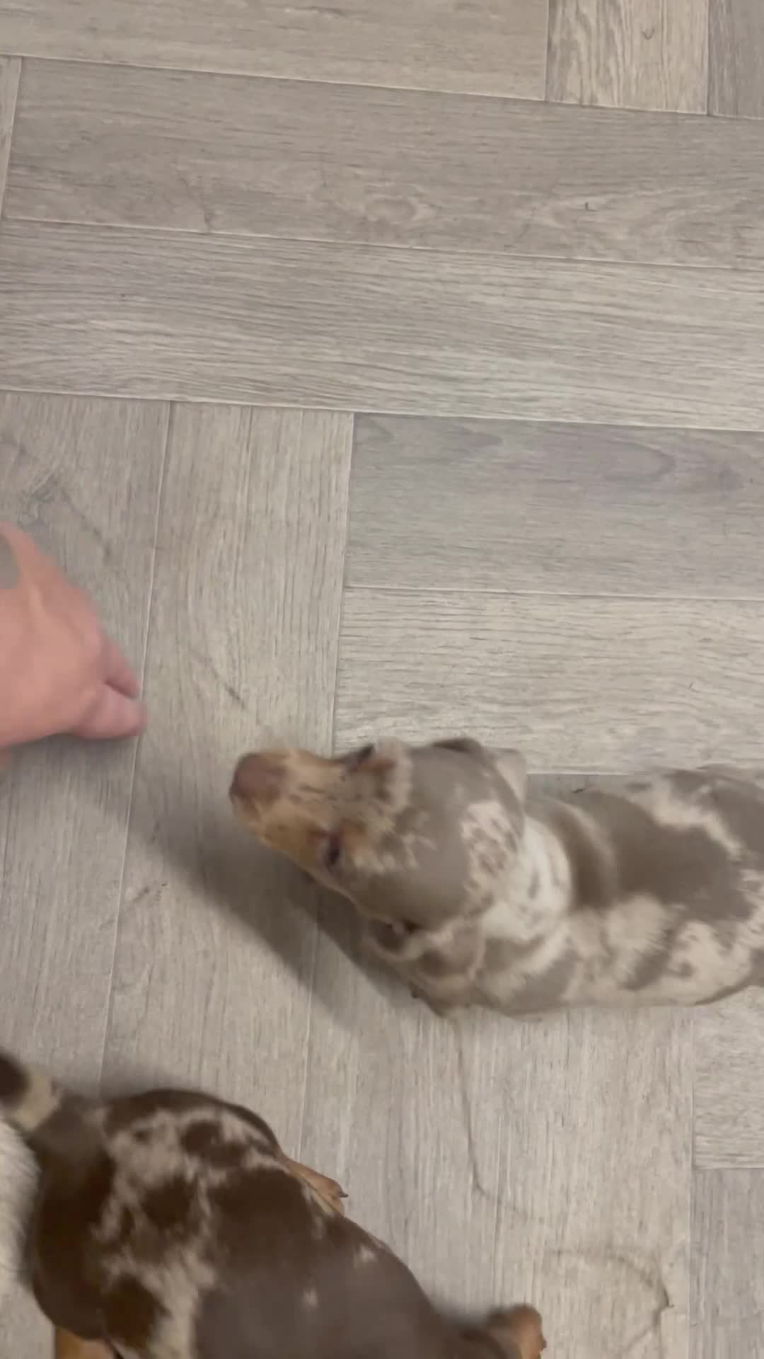 Dachshund dogs for sale: READY TO LEAVE -Beautiful Dachshund puppies - Video 2