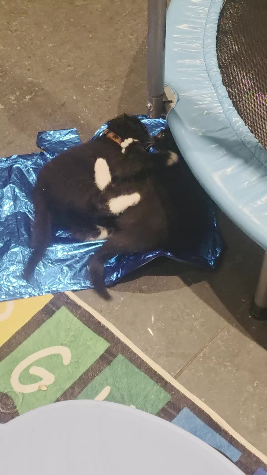 British Shorthair cats for sale: British Shorthair Tuxedo  - Video 1