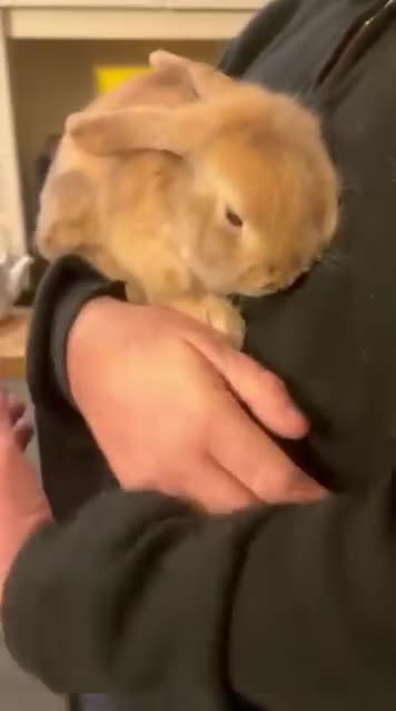 Mini Lop rabbits for sale: 2 harli mini lops males 10 weeks - Video 5