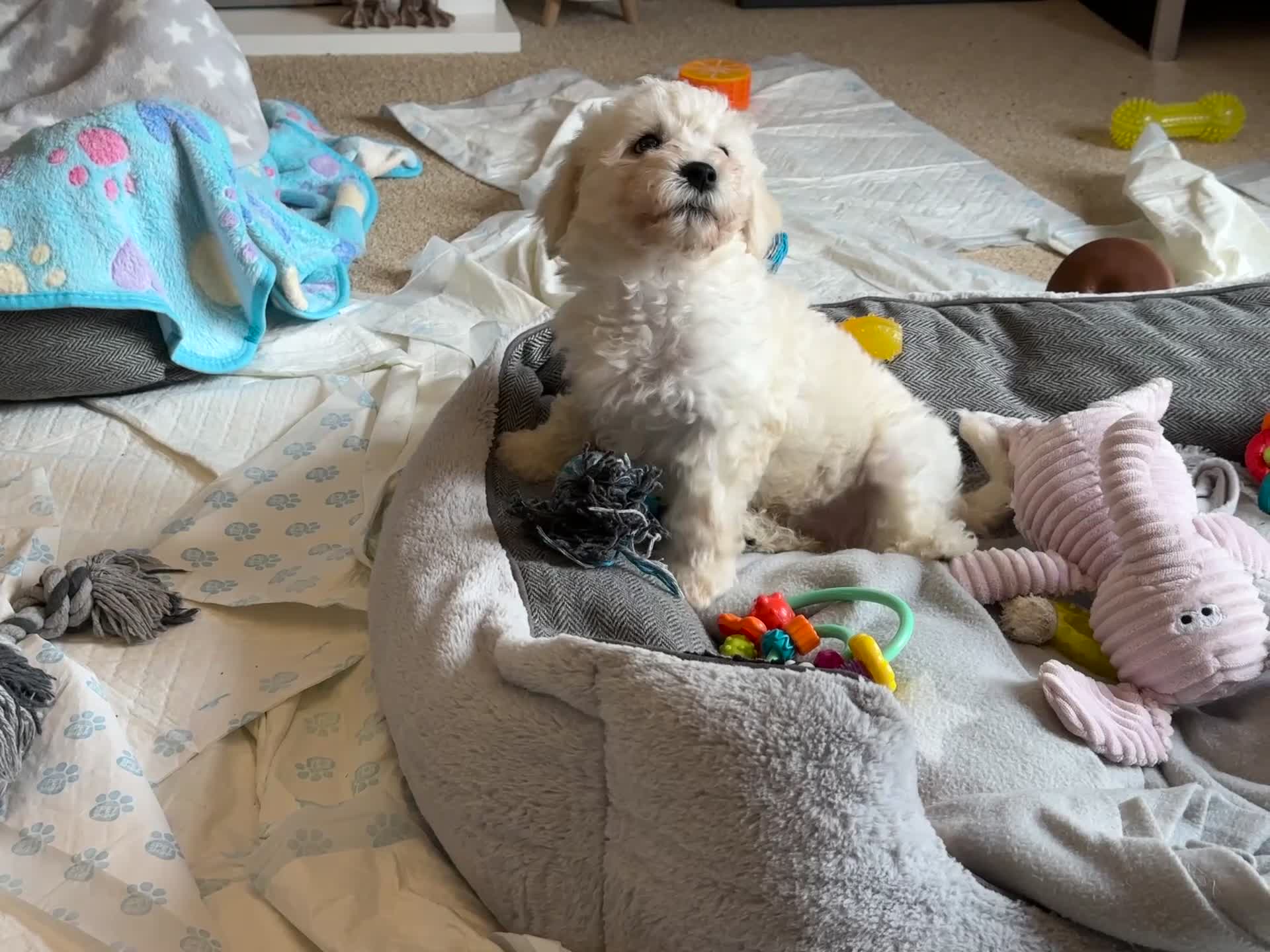 Cavachon dogs for sale: READY NOW - BEAUTIFUL CAVACHON MALE PUPPY - Video 1