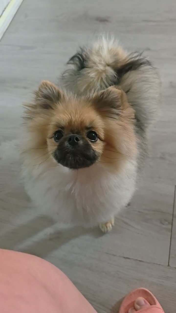 Pomeranian dogs for sale: Teddy beautiful pomeranian puppy - Video 1