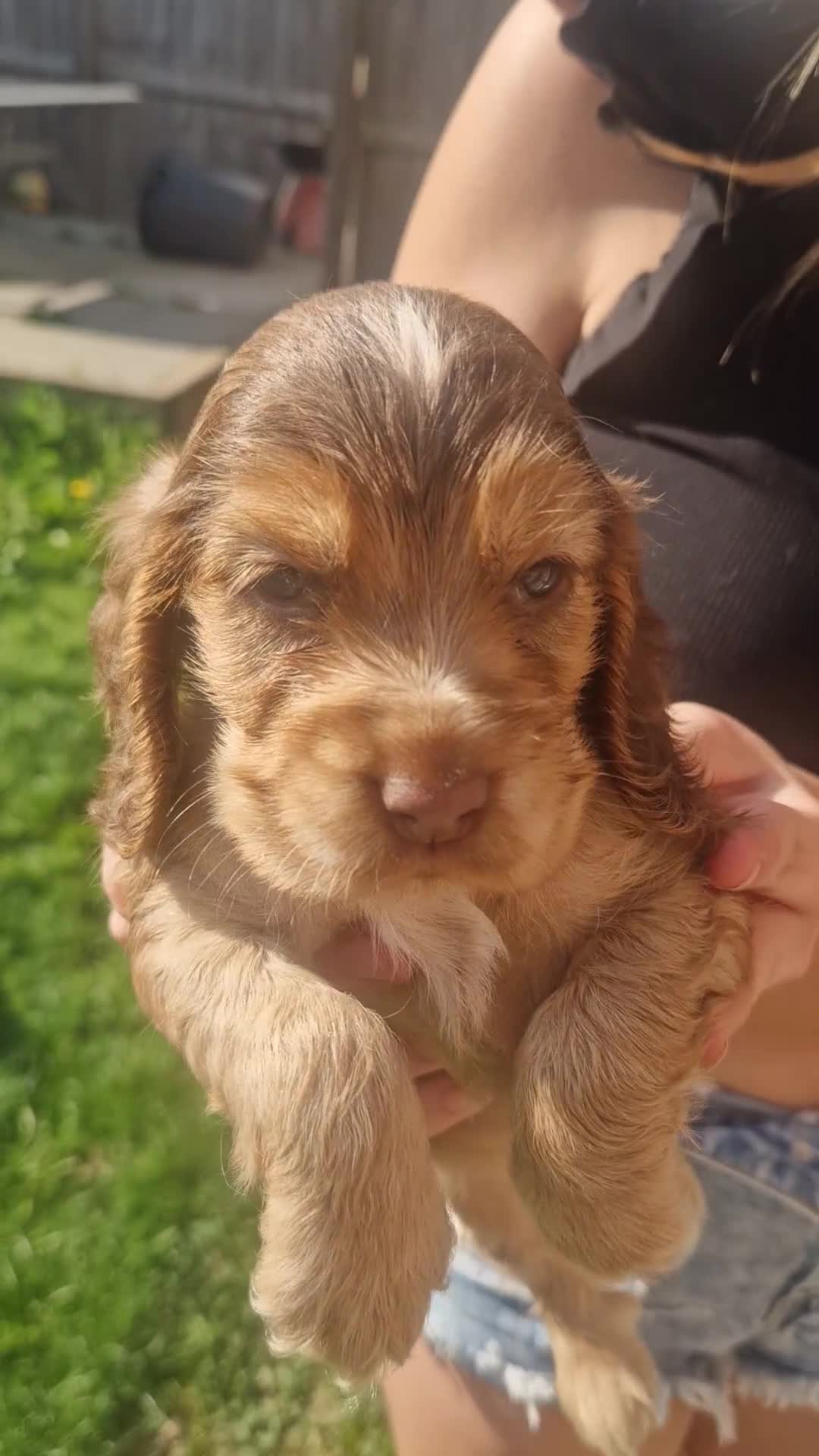 Cocker Spaniel dogs for sale: !!KC Registered Beautiful show Cocker Spaniels!!!  - Video 1