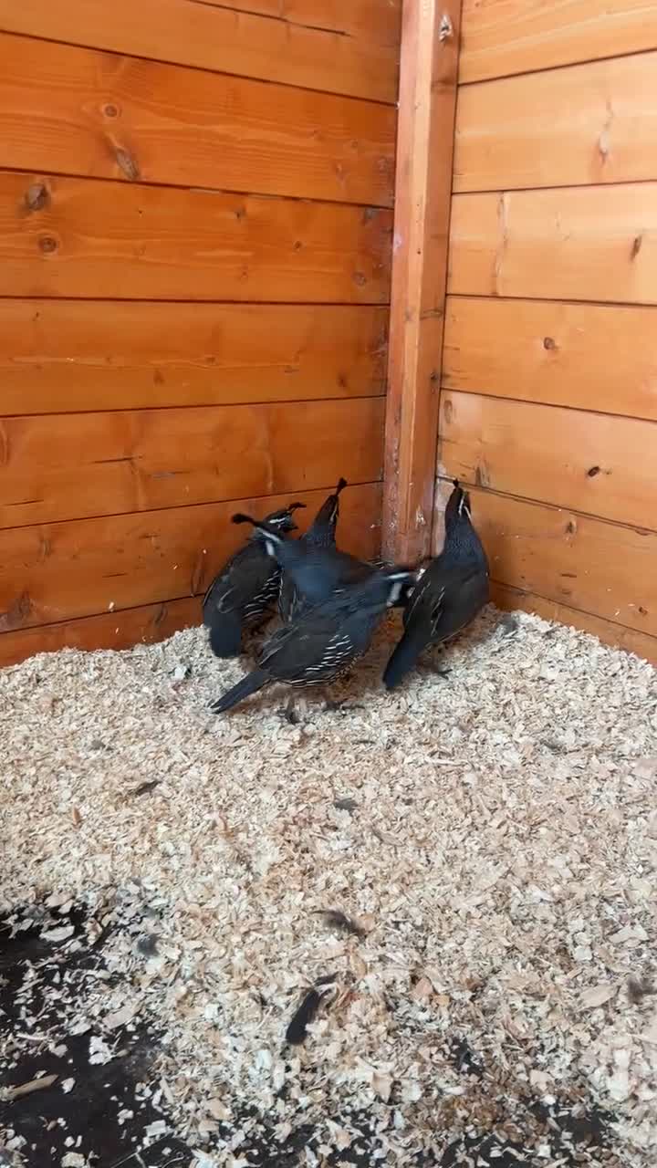 Quail poultry for sale: California Quails - Video 1