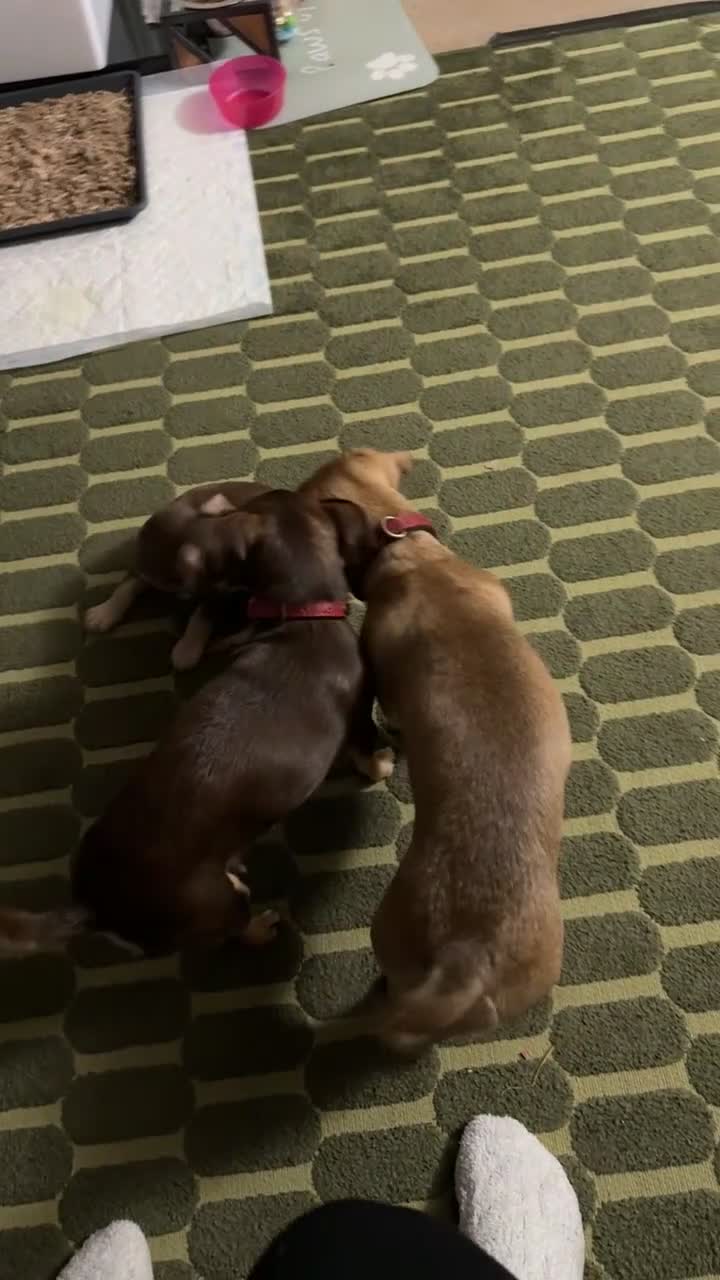 Chiweenie dogs for sale: Chiweenies 1 male 1 female available now.  - Video 1