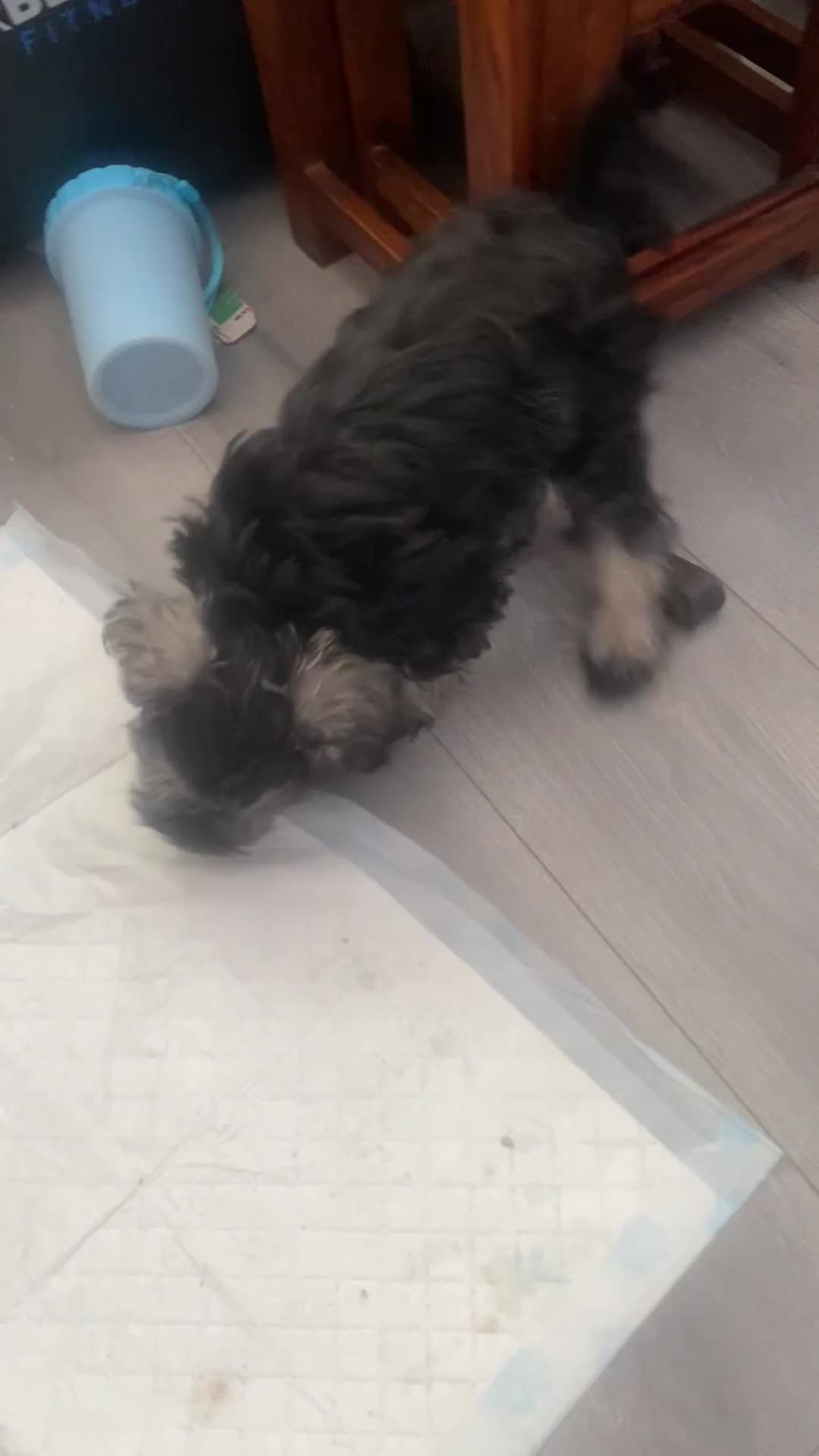 Miniature Schnauzer dogs for sale: Mini Schnauzer Boy - Video 1