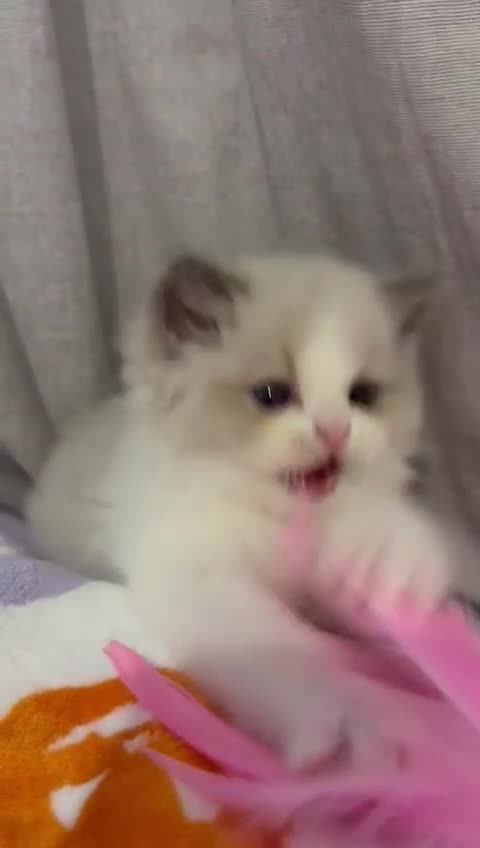 Ragdoll cats for sale: Blue eyes Blue-Bicolor kittens  - Video 3