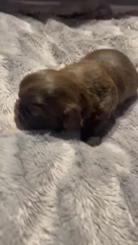 Shih Tzu dogs for sale: Imperial shih tzu puppies  - Video 1