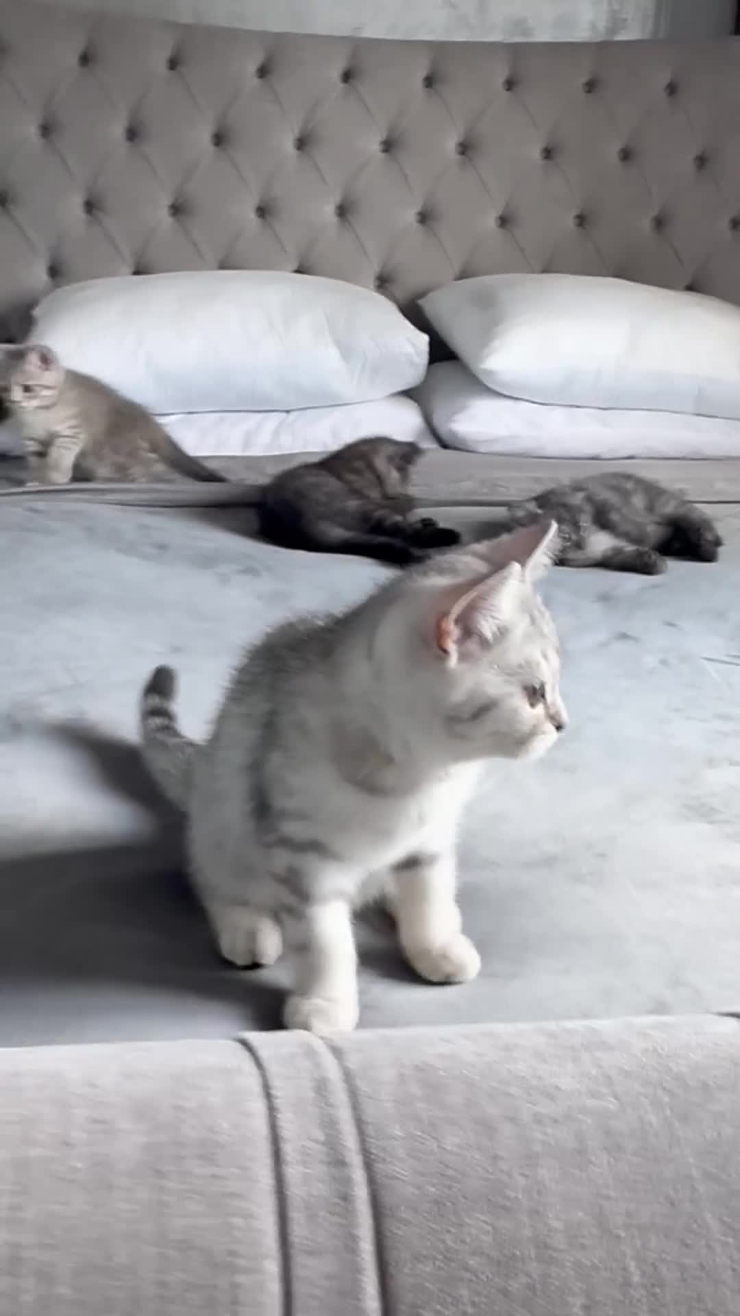 Scottish Fold cats for sale: 5 kittens Ready to find their forever homes  - Video 2