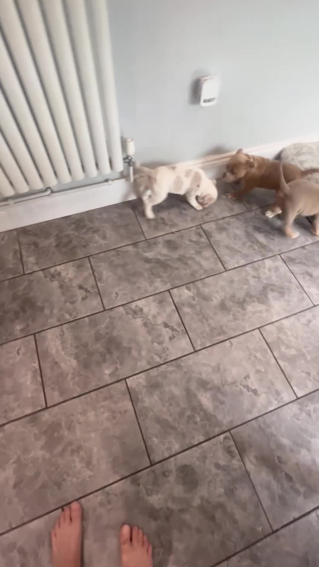 Olde English Bulldogge dogs for sale: Olde English bulldoge pups  - Video 2