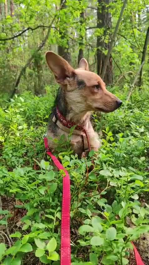 Miniature Pinscher dogs for adoption: Fiona – Thrown Out, but still full of love - Video 1