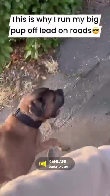 Cane Corso dogs for stud: 🔥Exceptional Formentino Cane Corso For Stud!🔥 in Waltham Abbey - Video 1