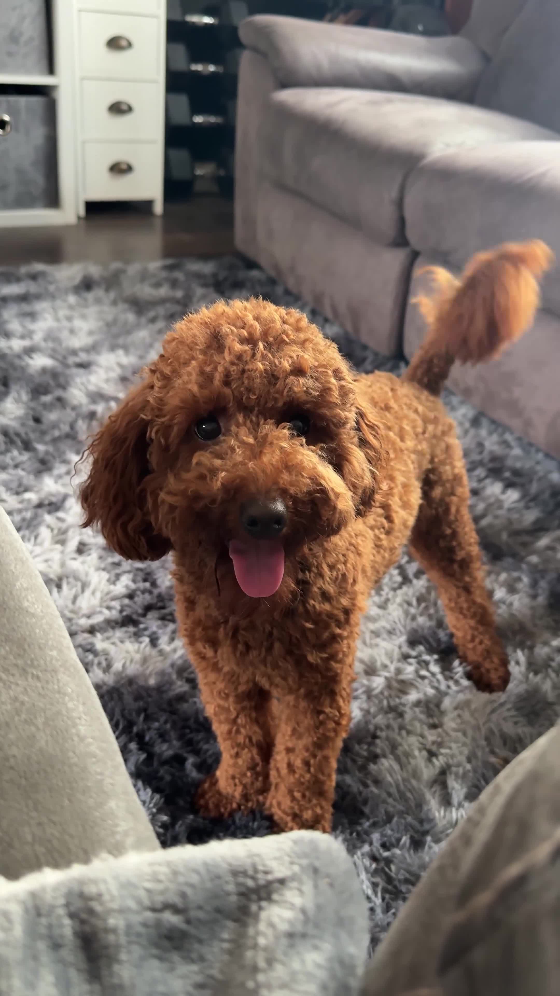 Miniature Poodle dogs for sale: Miniature/toy poodle 1 year old boy (Otis)  - Video 1