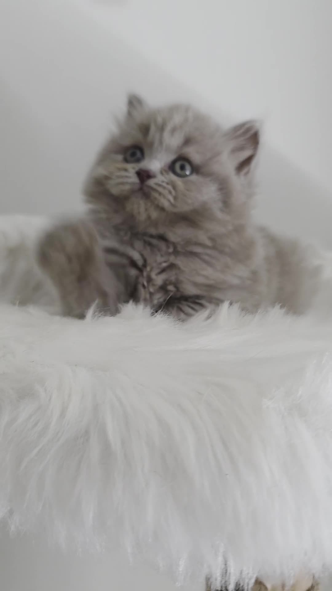 British Shorthair cats for sale: Exceptional GCCF 🏆 British longhair female  - Video 1