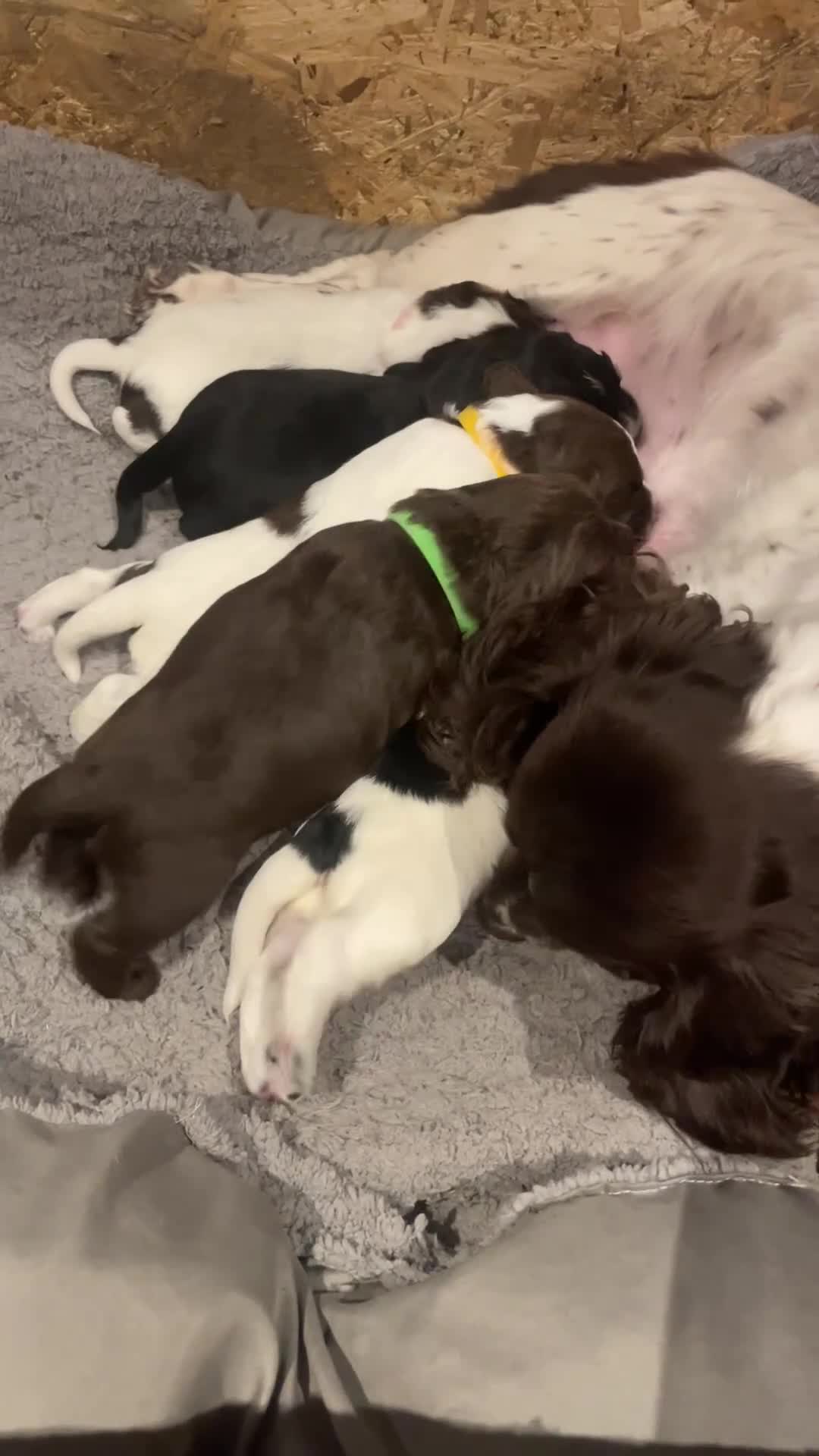 Cocker Spaniel dogs for sale: Beautiful Litter of 5 working cocker spaniels - Video 1