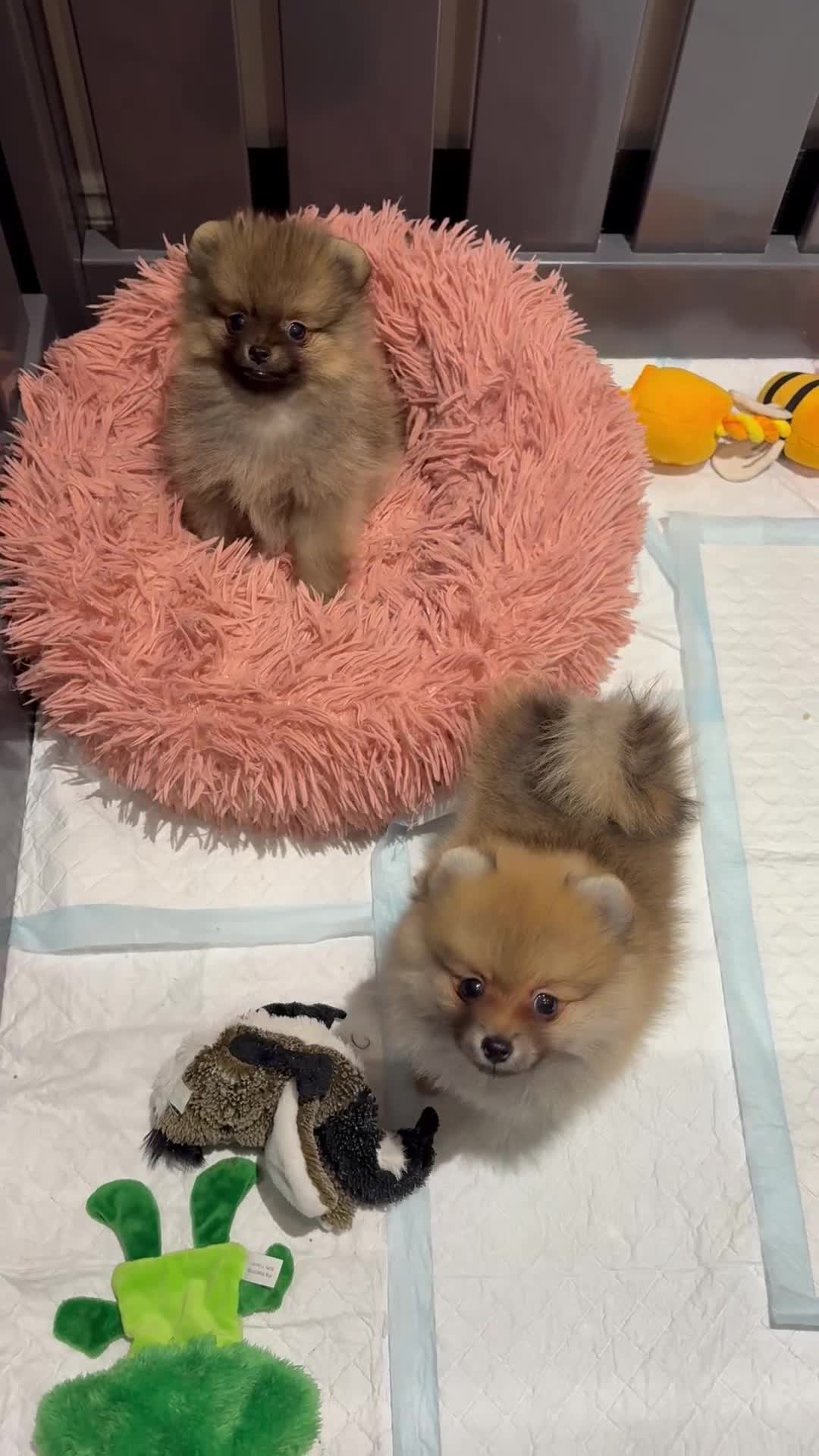 Pomeranian dogs for sale: Pomeranian tiny orange female   🧡🍊🐾 - Video 1