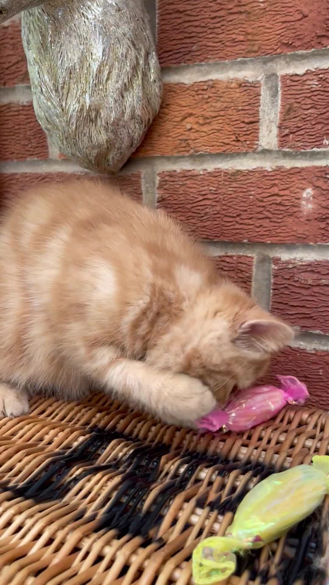 Exotic cats for sale: 💙Beautiful Exotic Shorthair Boy Kittens💙 - Video 4