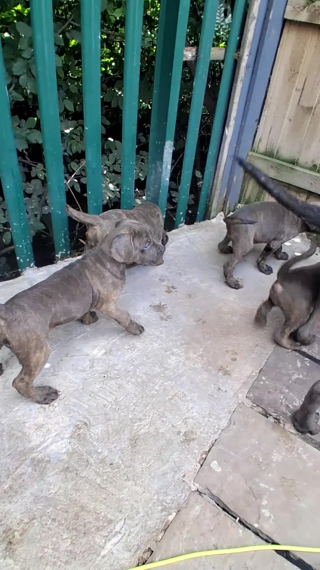Cane Corso dogs for sale: ICCF Registered 🧬🏆 Cane Corso pups. - Video 3