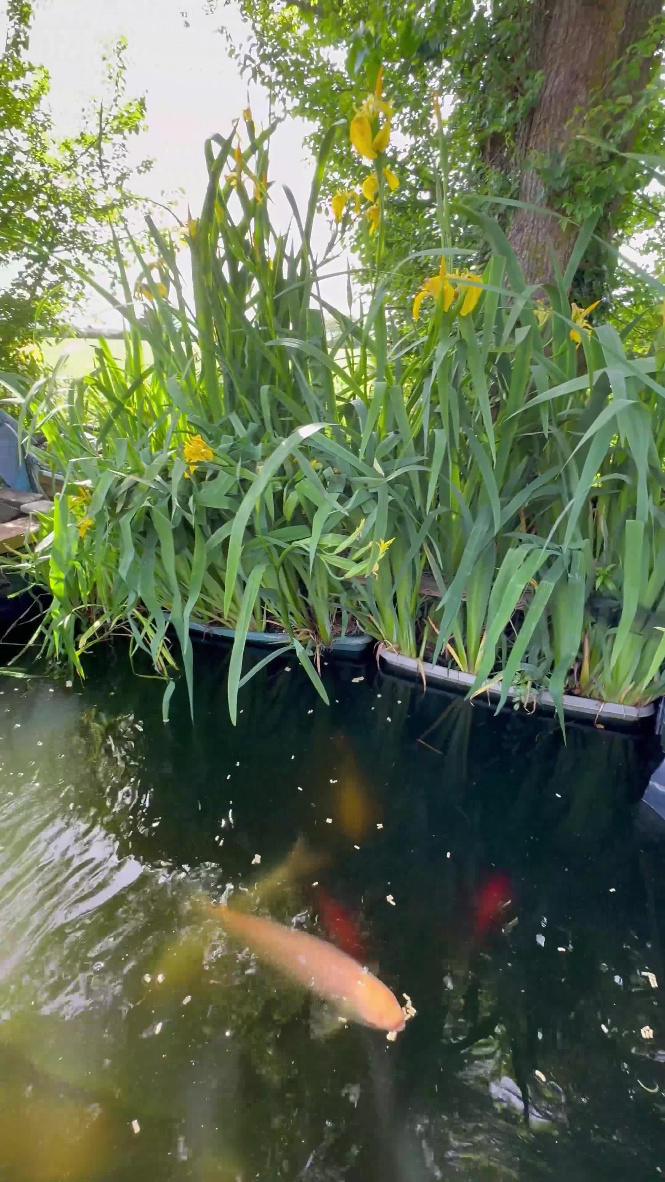 Koi Carp fish for sale: Mixed Koi Carp Golden Orfe Fish Collection - Video 1