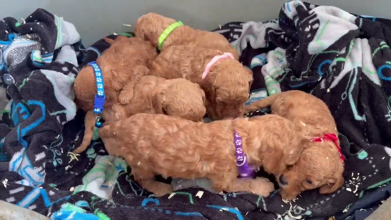 Cockapoo dogs for sale: Health tested 4 red F1b cockapoo  - Video 1