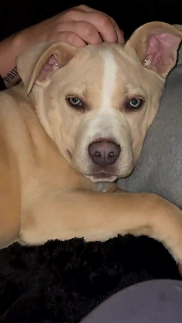 Mixed Breed dogs for sale: 5/6 month old female puppy - Video 1