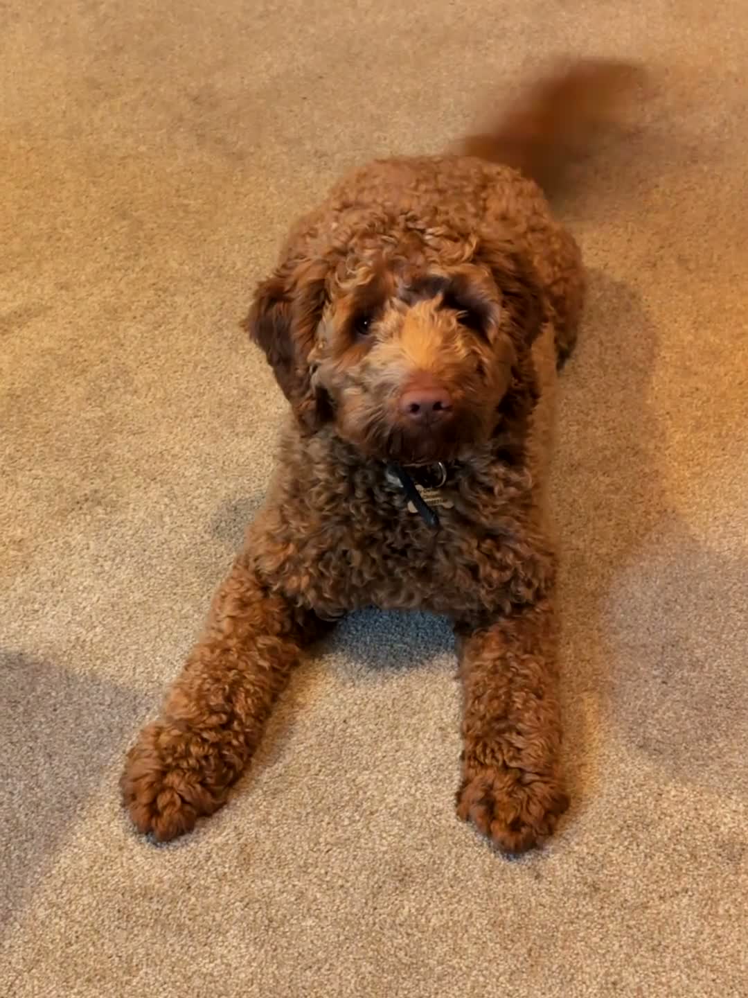 Cockapoo dogs for sale: Cockapoo F1B  in Montgomery - Video 2