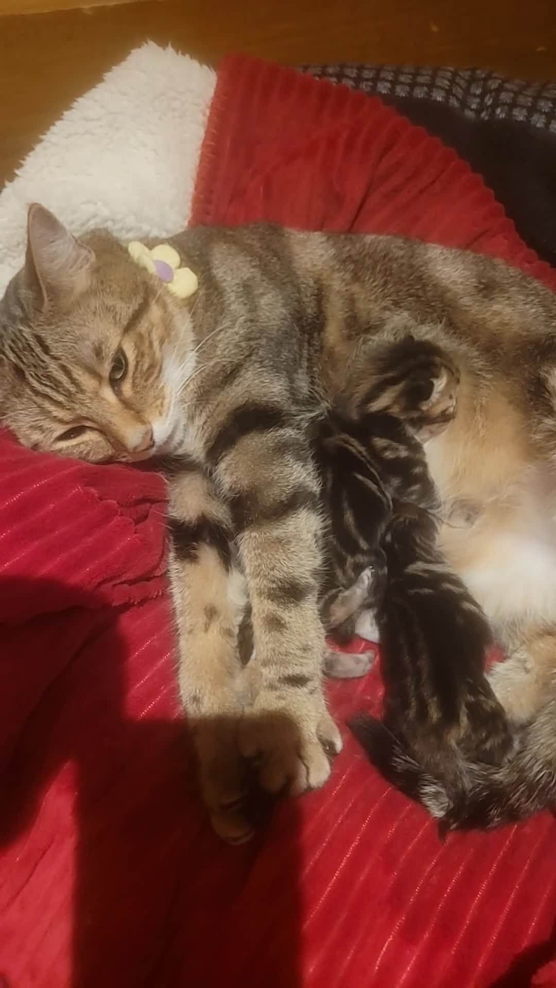 Mixed Breed cats for sale: Stunning tabby kitties  - Video 1