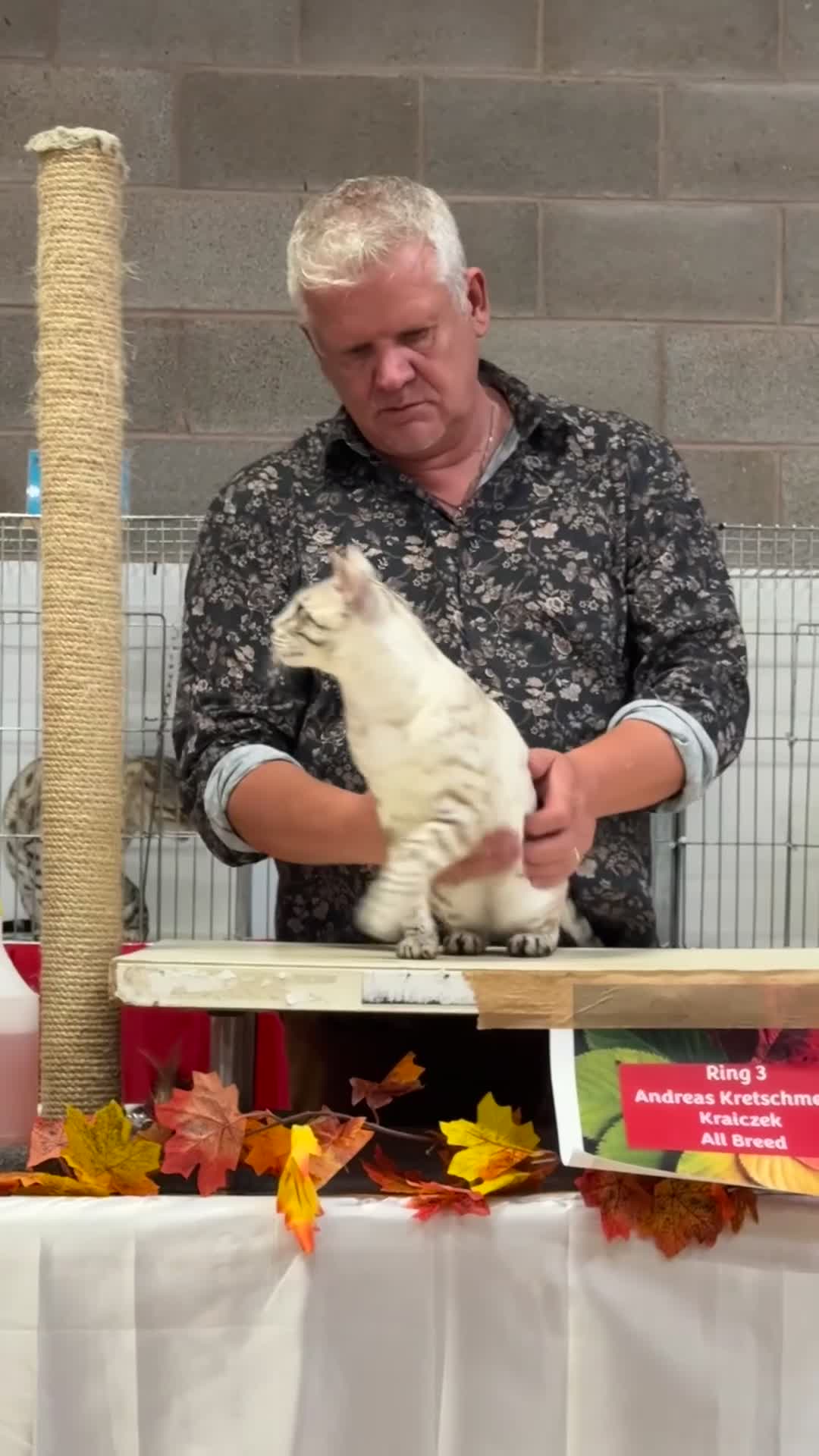 Bengal cats for sale: 🏆OUTSTANDING SHOW WINNING BENGALS KITTENS🔥 - Video 1