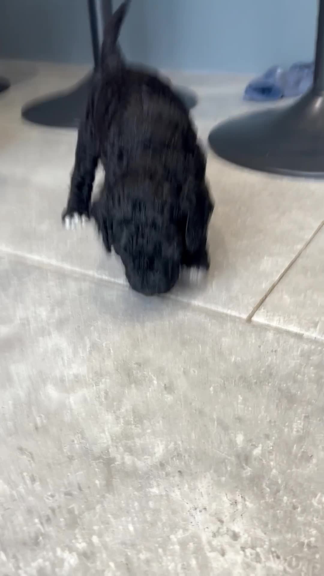 Mixed Breed dogs for sale: ✨ 2 Labradoodle x Australian Labradoodle Puppies  - Video 1