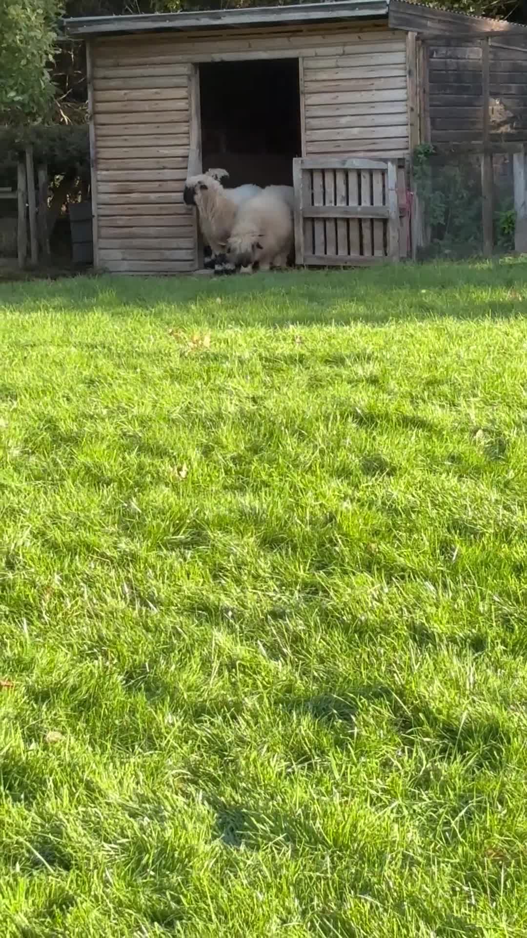 Sheep livestock for sale: Valais Blacknose available  - Video 1