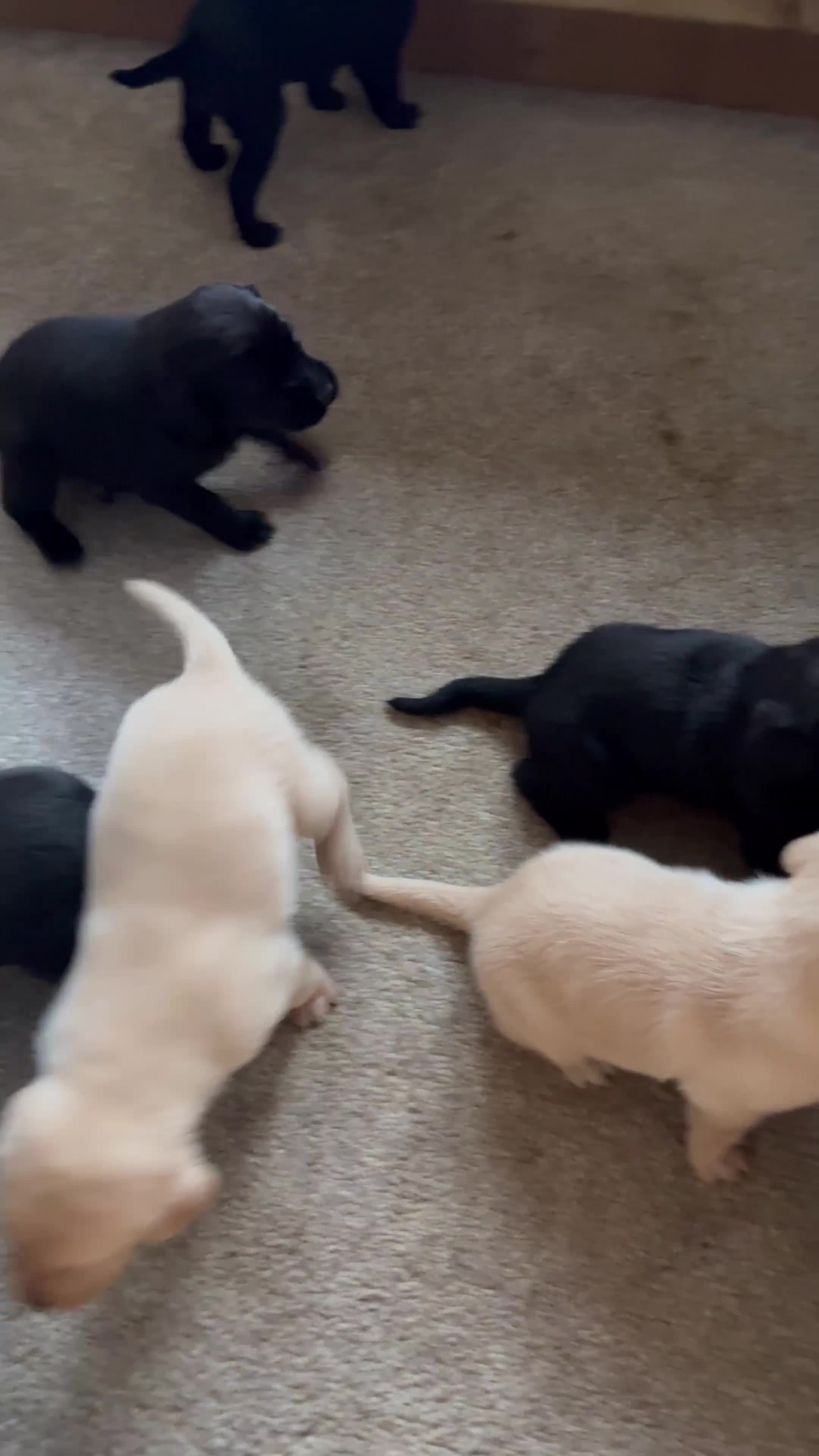 Labrador Retriever dogs for sale: KC Registered Labrador Puppies Ready 24th November - Video 2