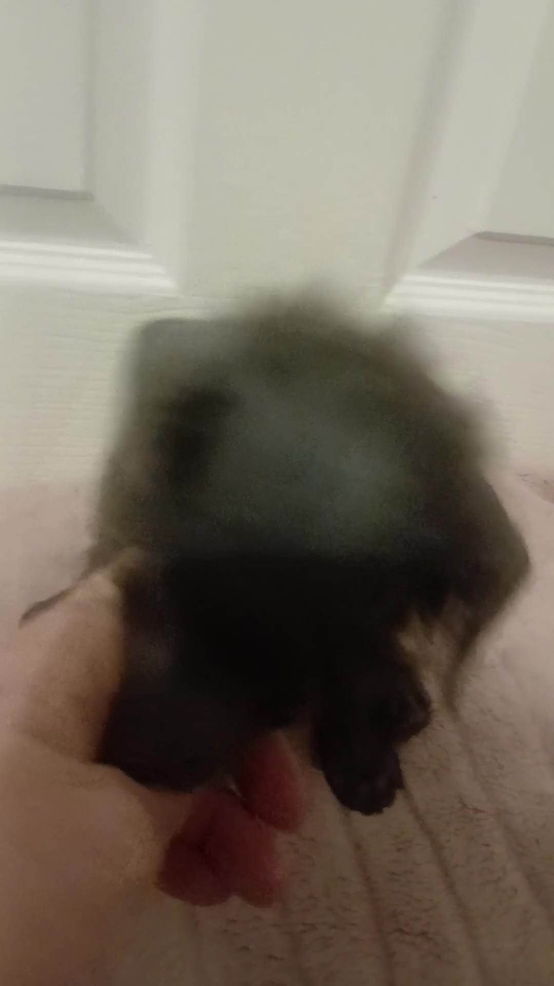 Toy Poodle dogs for sale: 🩶2 Grey/Blue Rare boys🏡1 girl🩷 - Video 1