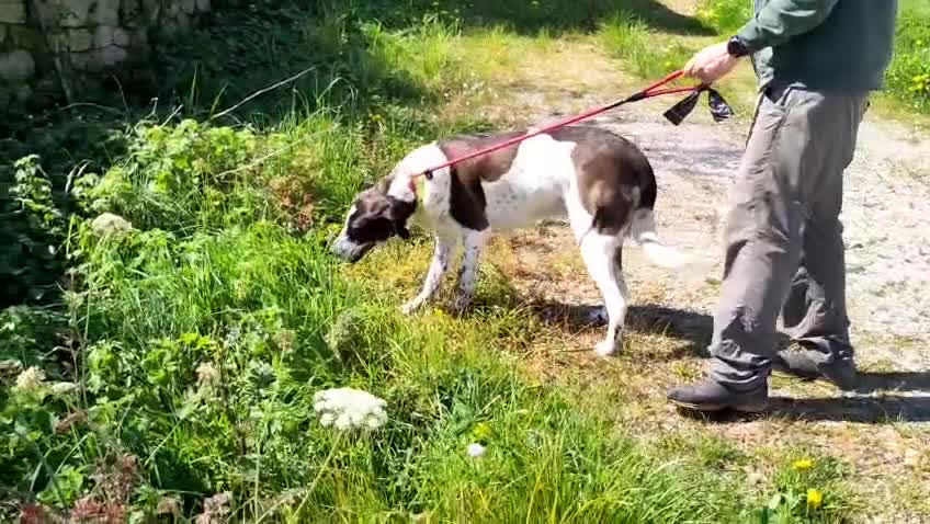 Mixed Breed dogs for adoption: Lula, a spanish mastif - pointer cross  in Barnoldswick - Video 1