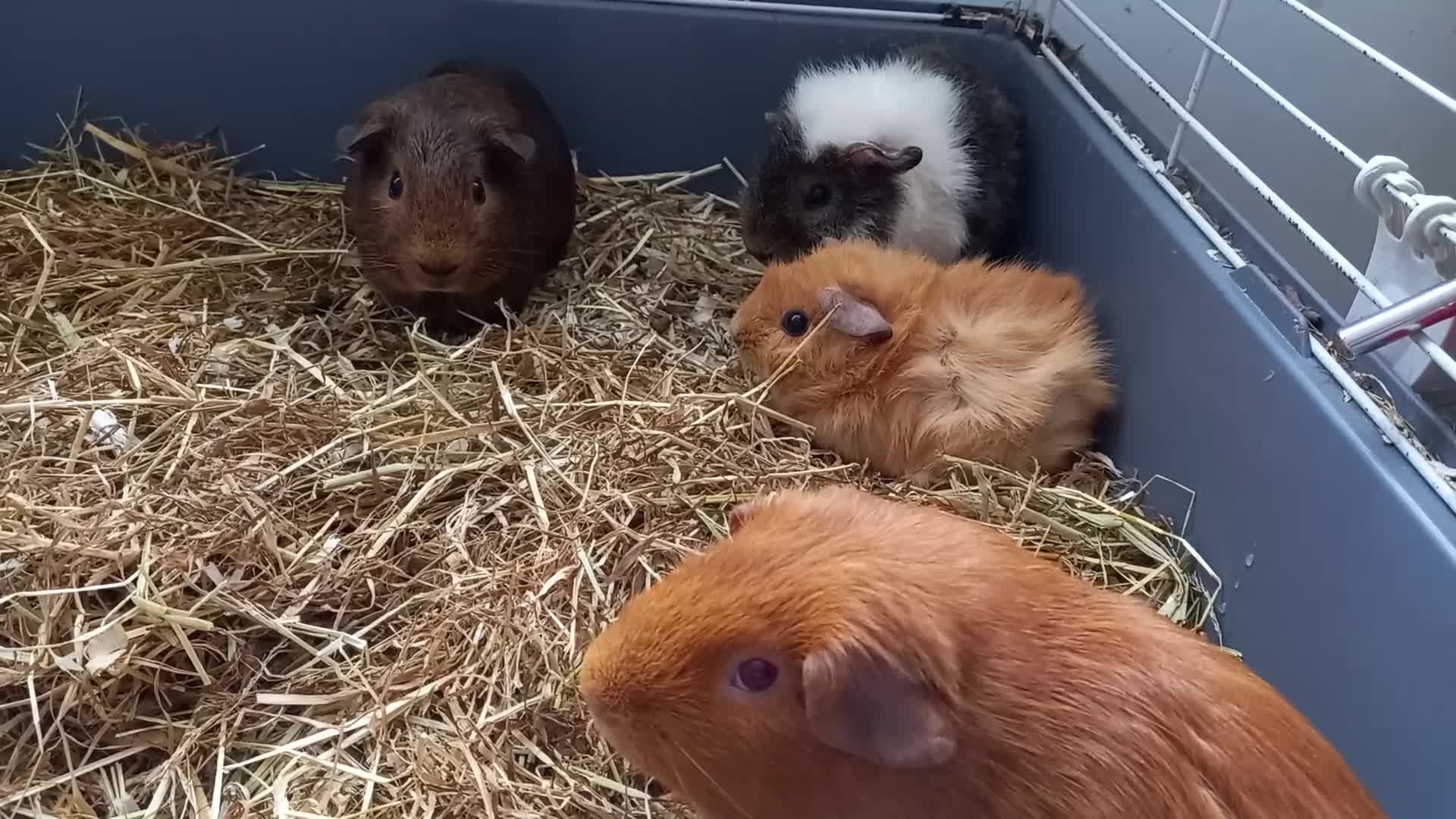 Guinea Pig rodents for sale: Baby male guinea pig pairs - Video 1